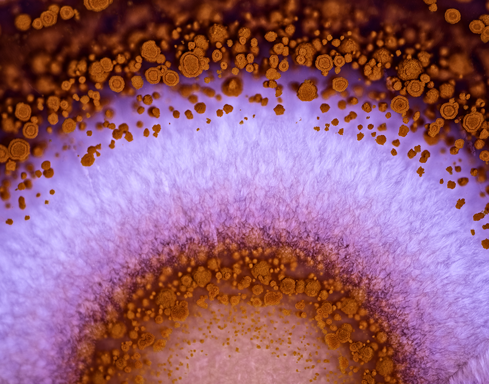 Micro images of Teepee Canyon Agate