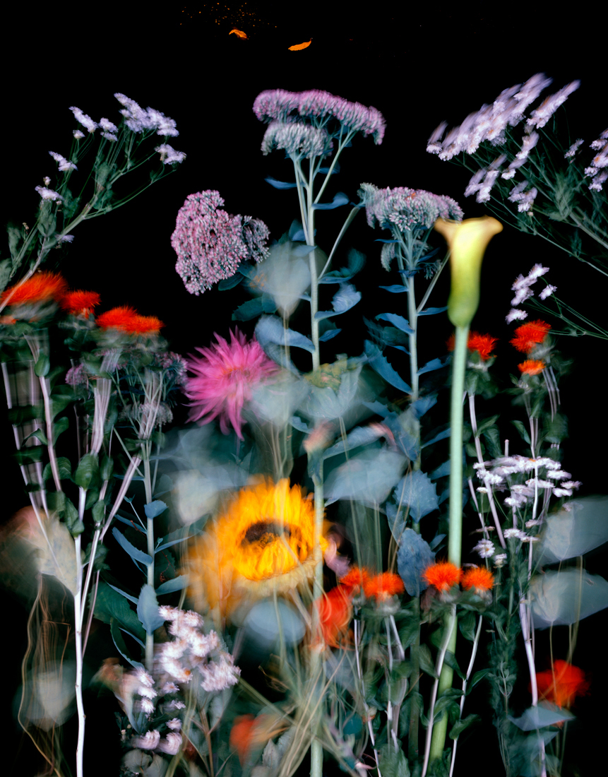 Flowers From My Garden