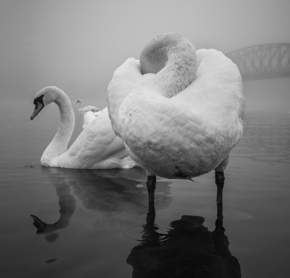 The beauty of Swans
