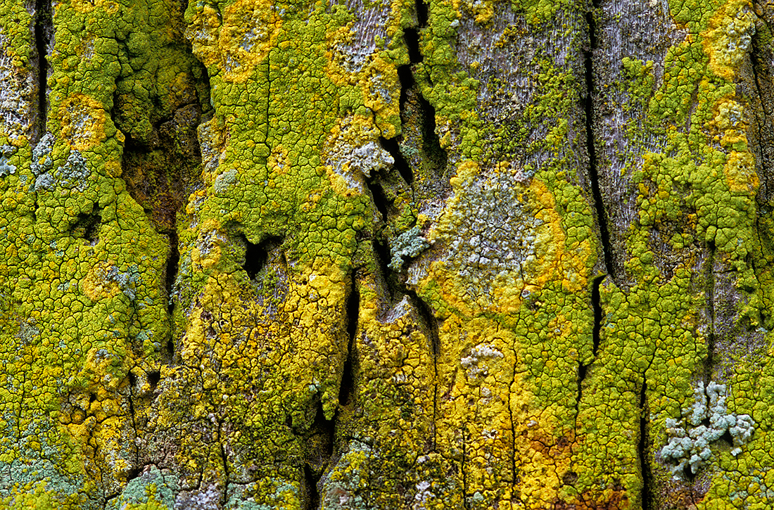 Lichens on Palm Trees