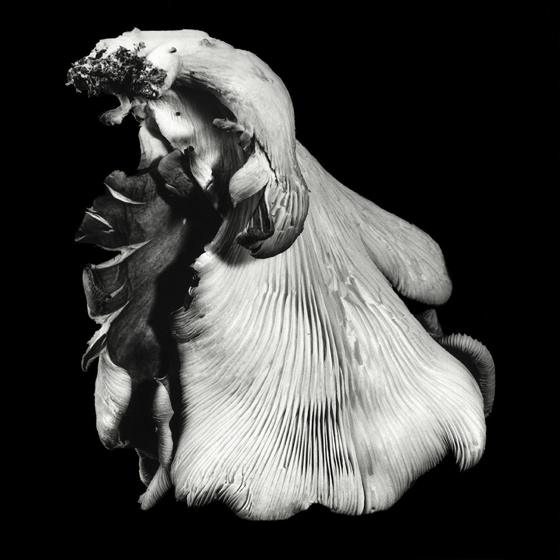 Mushroom Inspired Fashion