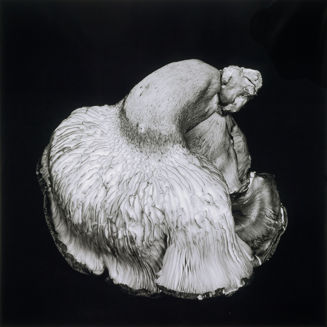 Mushroom Inspired Fashion