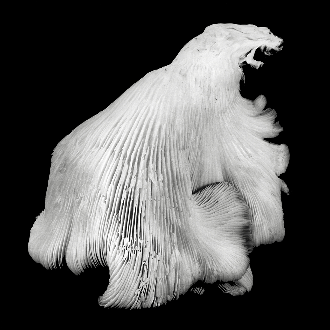 Mushroom Inspired Fashion