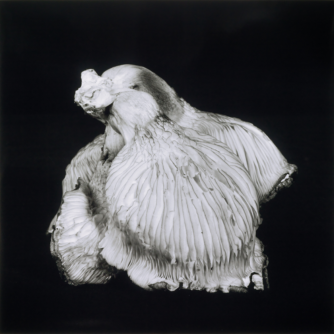 Mushroom Inspired Fashion