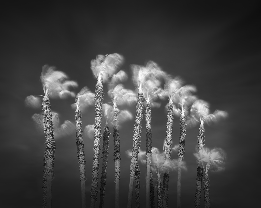 Palm Tree Variations