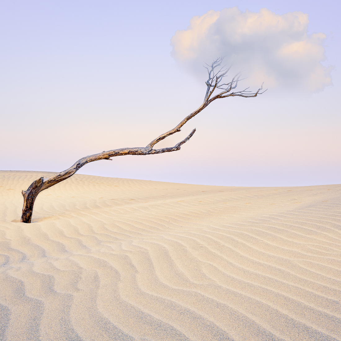 Silent Echoes: A Desert's Whispers