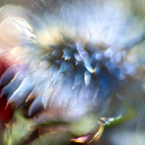 Scenes from an Enchanted Forest