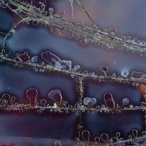 Abstracts of Found Objects: Glass