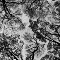 Tree Canopy