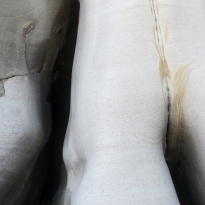 Real, not real, human, not human.