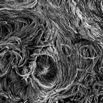 I capelli di Venezia