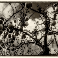 how do you like them apples?