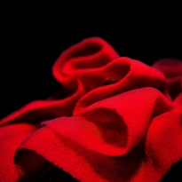 Underwater rose (Egg sheet of a nudibranch called Spanish Dancer)