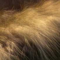wind and golden gras
