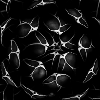 Agave victoria-reginae