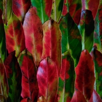LEAVES