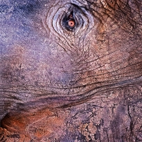 The Eye of the Elephant