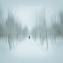 in the winter forest