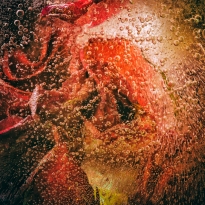 A Rose by any other colour