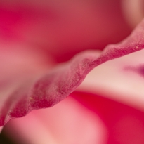 Deep within a Blossom