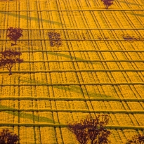 Canola Grid