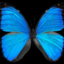 Blue Morpho