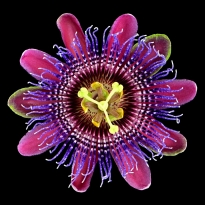 Passion Flower