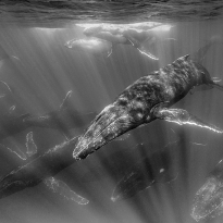 Floating with humpback whale 