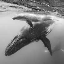 Floating with humpback whale 