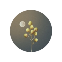 fruits and vegetables 