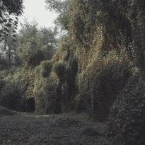 Kudzu
