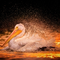 Phoenix from the Flame