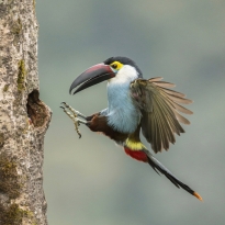 Colombia, Express Landing