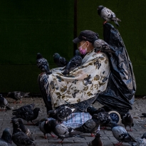 The pigeon lady