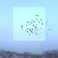 Opaque and Transparent