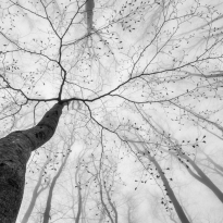 A view of the tree crown