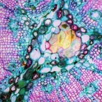 Abstraction in the nature