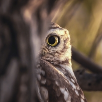 Watching me watching you