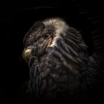 Portrait of a Condor