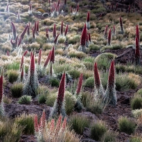 flowering of tajinaste rojo