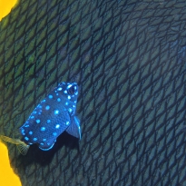 Unusual Views of Small Life on a Coral Reef