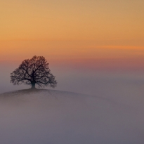 THE LONLY TREE IN SUNSET AND FOG