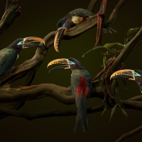 Chestnut-Eared Aracari