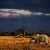 Twilight in Kilimanjaro