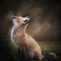 Red Fox Kit at Dusk 