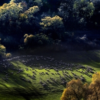 Made in Transylvania