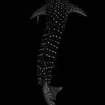 Whale Shark Constellation