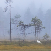 Foggy morning at the swamp