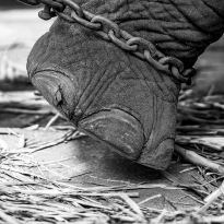 The Price of Freedom