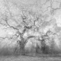 HUGS. The Tree Calling